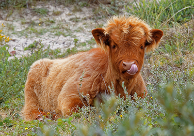 Highland Rind Fotomagnet