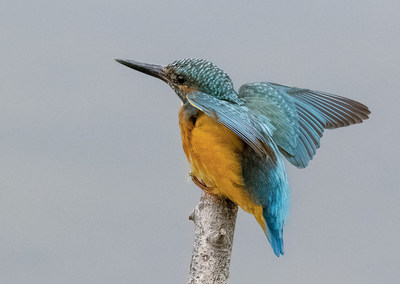 Eisvogel Fotomagnet