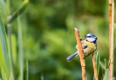 Blaumeise · Blue tit