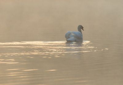 Höckerschwan