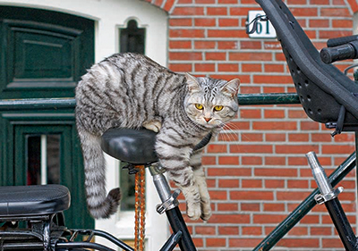 Amsterdam Katze