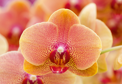 Orchideen eye 0284