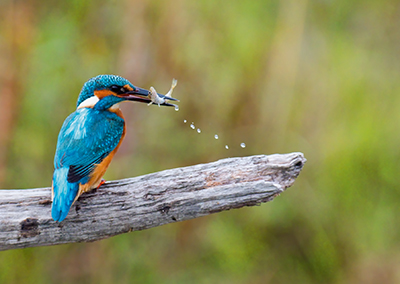 Eisvogel 0365