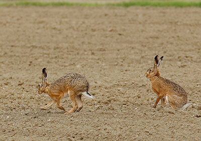 Feldhasen 0334