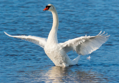 Höckerschwan 0362