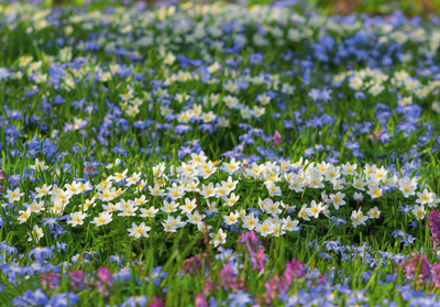 Blumenwiese