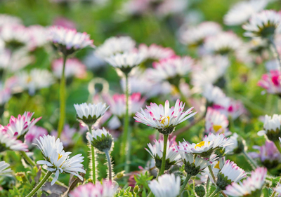 Gänseblümchen