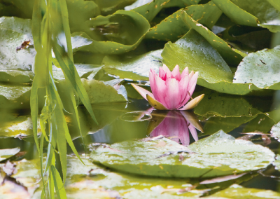 Seerosen water lilies Nymphea 004