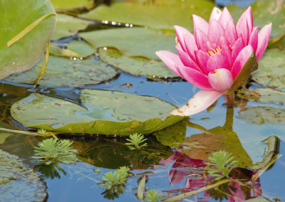 Seerosen water lilies Nymphea 016