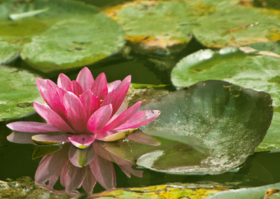 Seerosen water lilies Nymphea 019