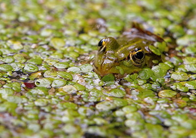 Teichfrosch 0339