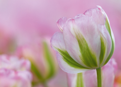 Tulpen Tulips 0249