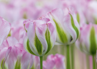 Tulpen Tulips 0251