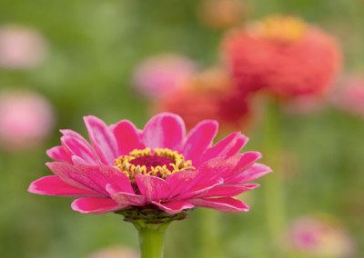 Zinnien