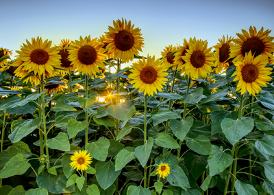 Sonnenblumen