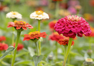 Zinnien