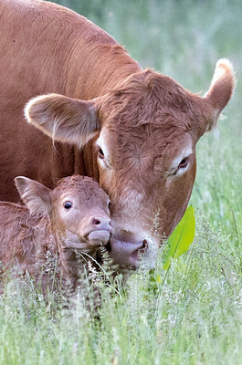 Limousin  Fotomagnet