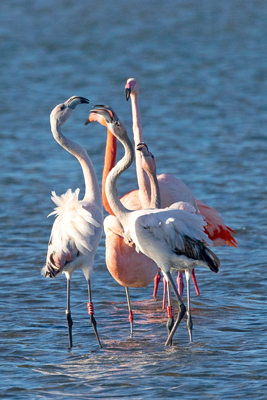 Flamingos Fotomagnet