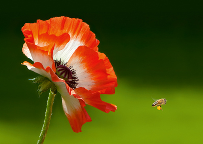 Mohn mit Biene