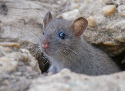 Feldmaus Fotomagnet