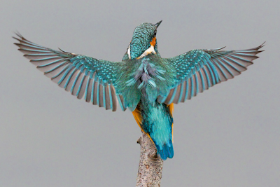 Eisvogel Fotomagnet