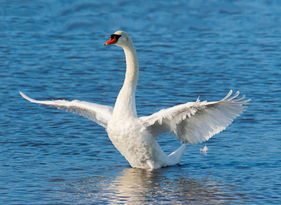 Höckerschwan Fotomagnet