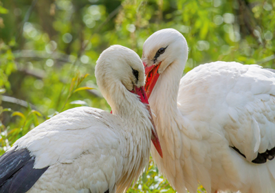 Storch Fotomagnet