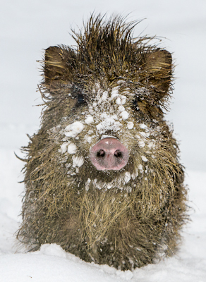 Wildschwein Fotomagnet